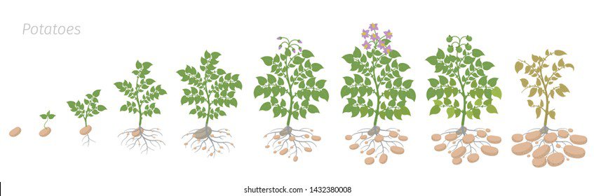 How do potatoes grow